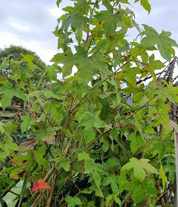 Liquidamber Styraciflua - Image 2