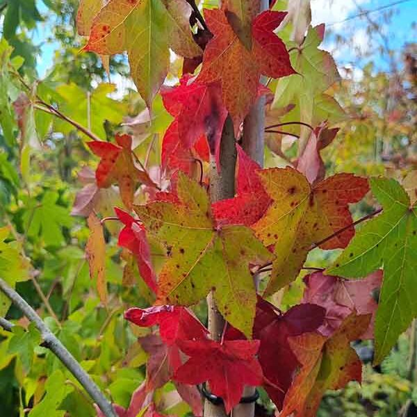 Liquidamber Styraciflua