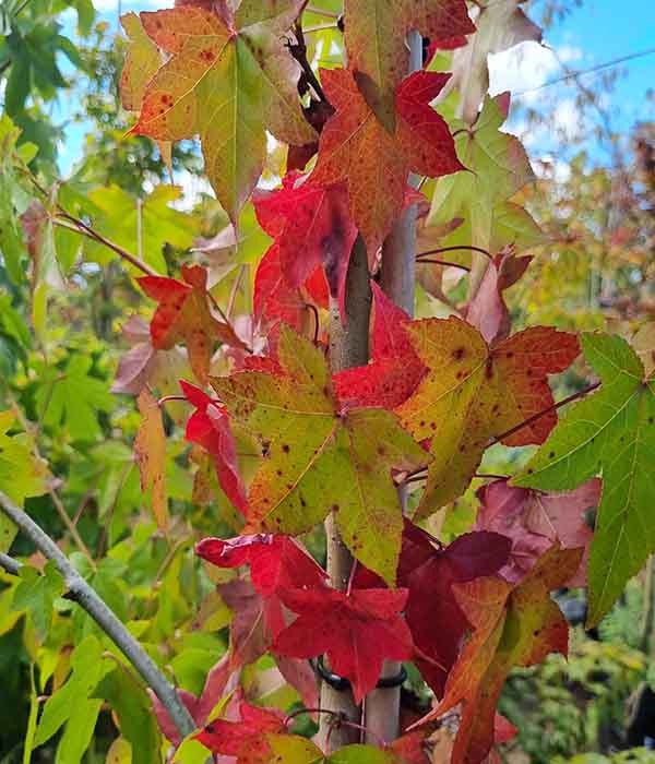 Liquidamber Styraciflua