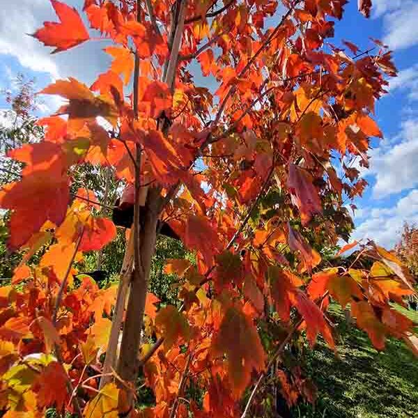 Acer Freemanii