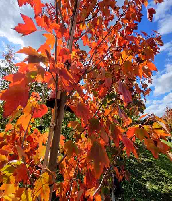 Acer Freemanii