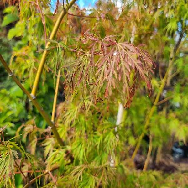 Acer p dissectum Tamukeyama