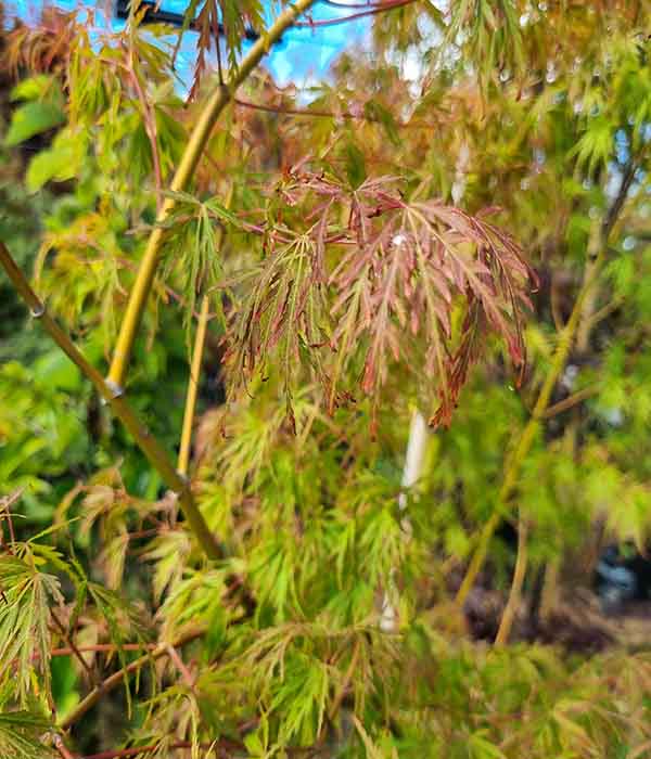 Acer p dissectum Tamukeyama