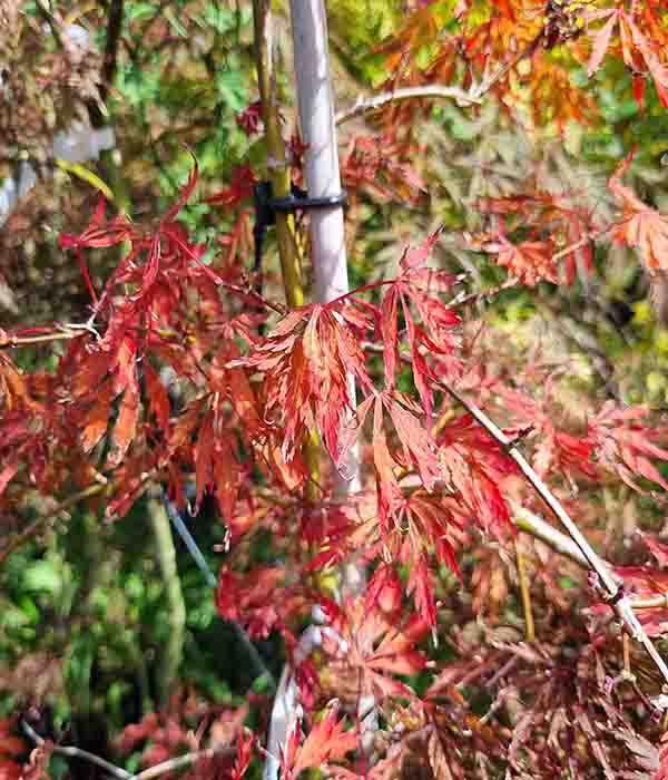 Acer p dissectum Tamukeyama - Image 2