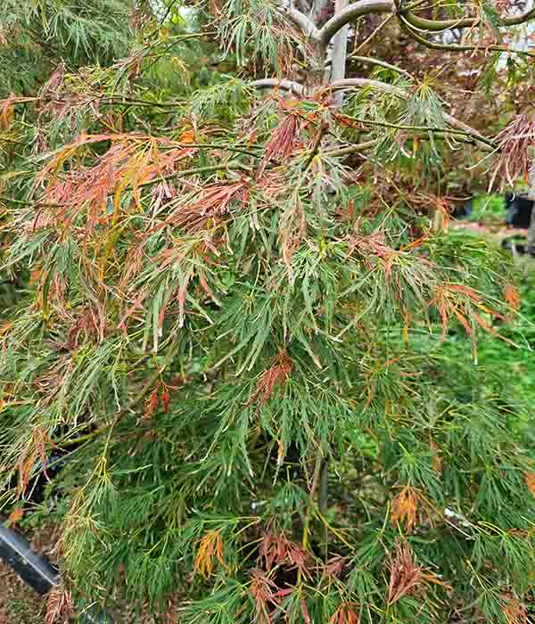 Acer P dissectum Viridis - Image 3