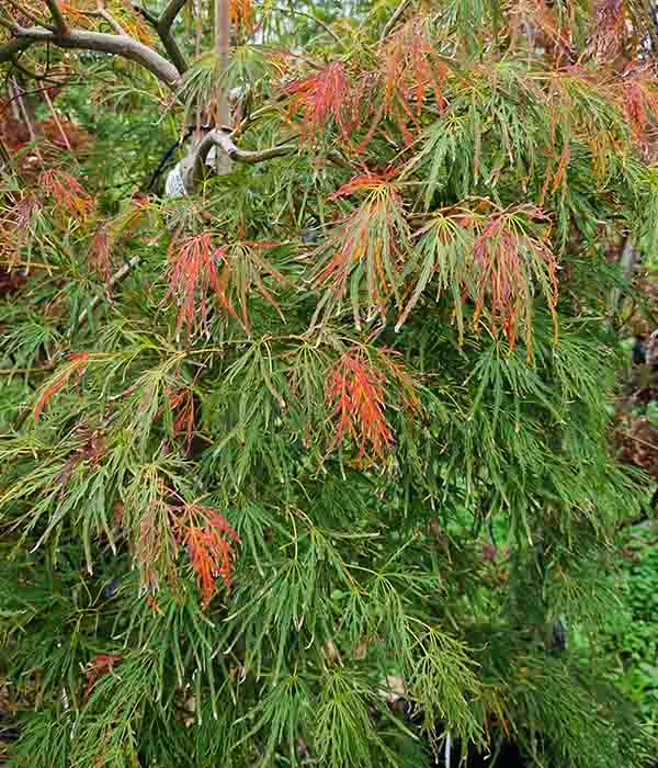 Acer P dissectum Viridis - Image 4