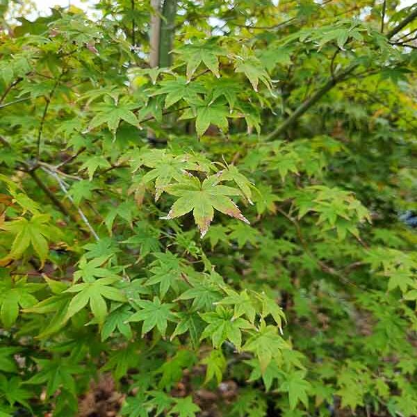 Acer P Shindeshojo