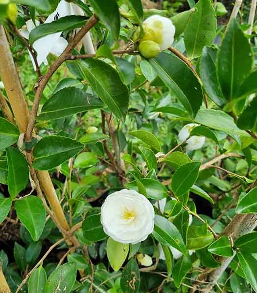 Camellia Mine No Yuki