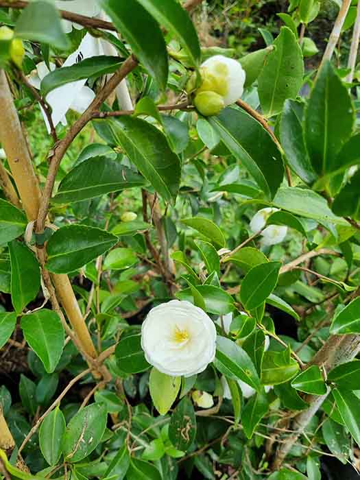 Camellia Mine No Yuki