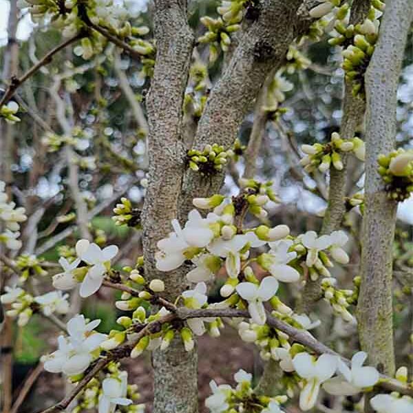 Cercis Spring Snow