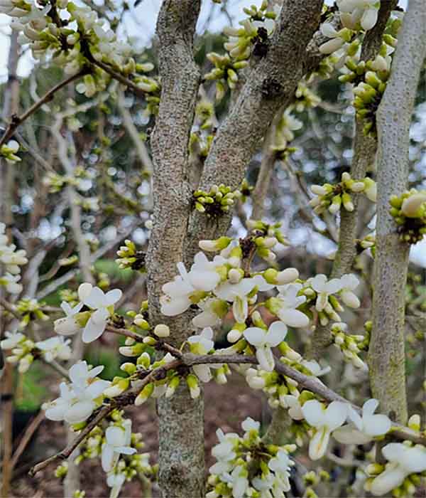Cercis Spring Snow