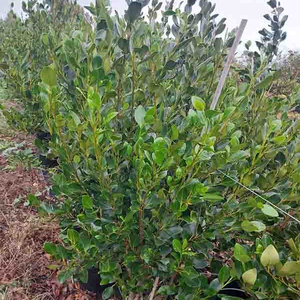 Griselinia Littoralis