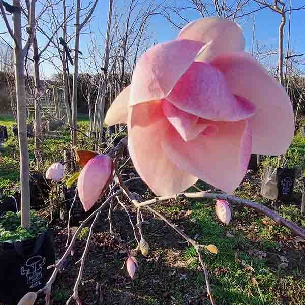 Magnolia Campbelli