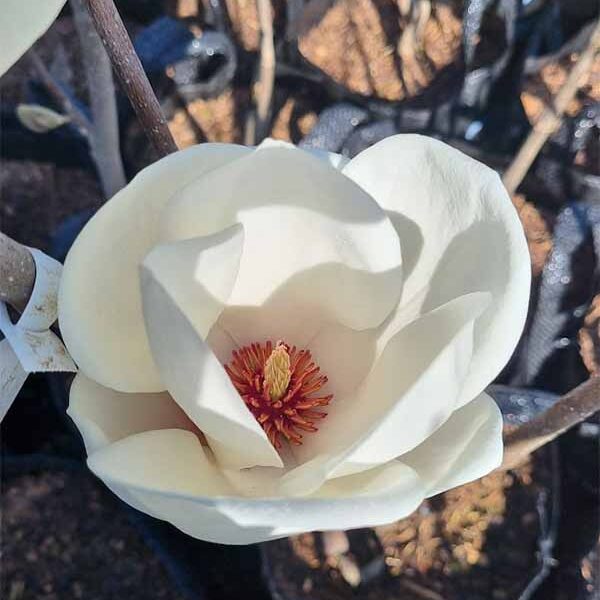 Magnolia Lennei Alba