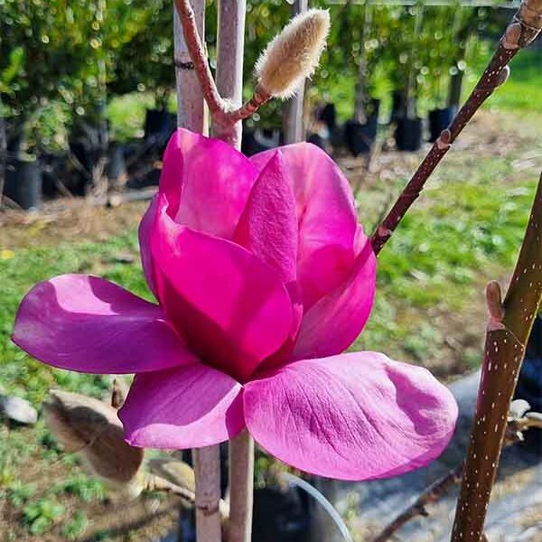 Magnolia Royal Purple