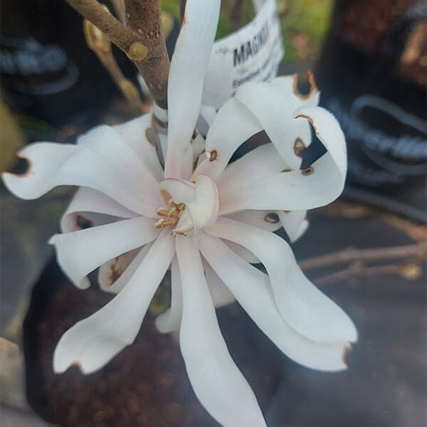 Magnolia Stellata Waterlily