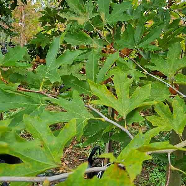 Platanus Ace Of Clubs