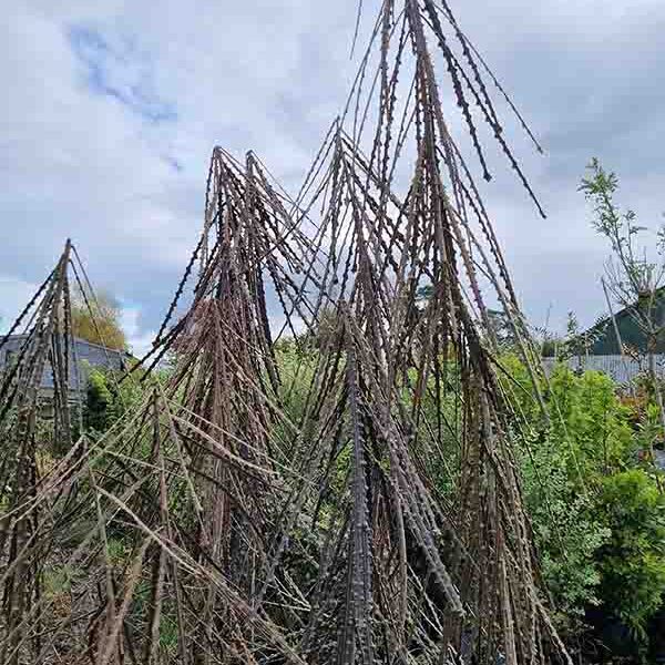 Pseudopanax Ferox
