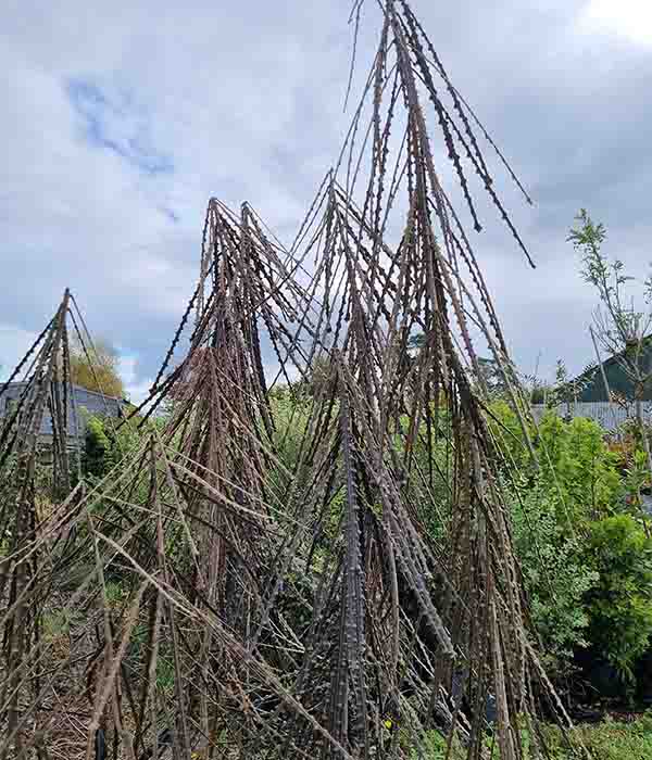 Pseudopanax Ferox