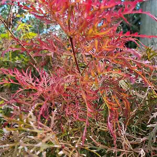 Acer P dissectum Baldsmith