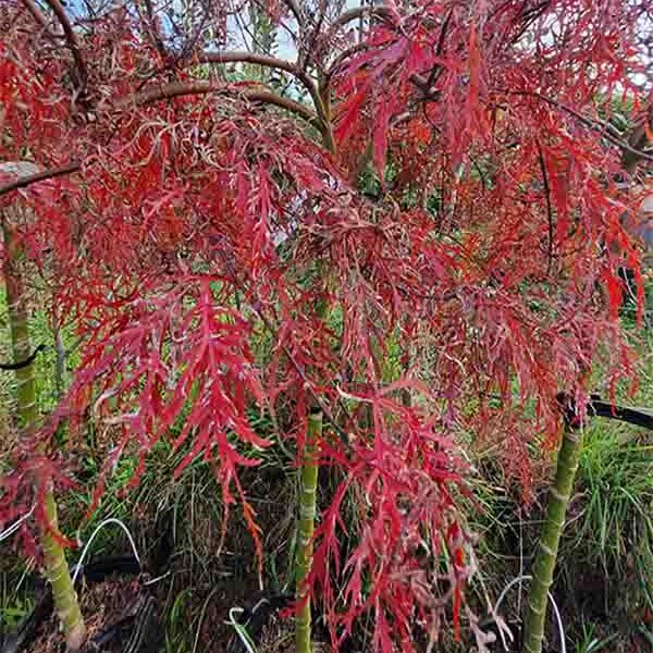 Acer P dissectum Baldsmith Std