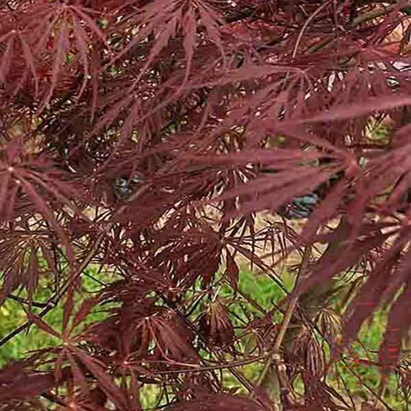 Acer p Inaba Shidare STD