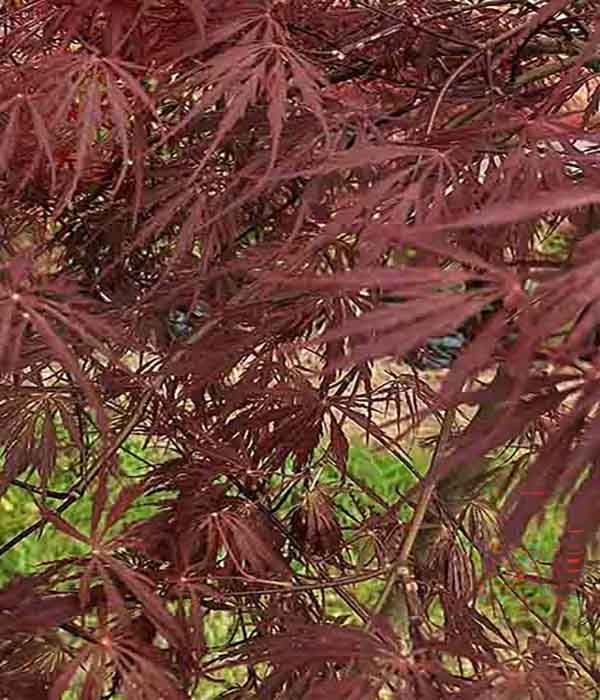 Acer p Inaba Shidare STD