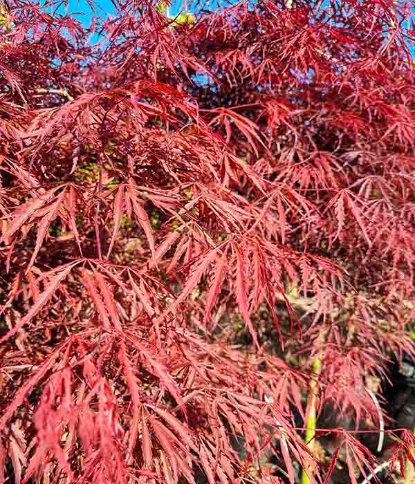 Acer p Inaba Shidare STD - Image 2
