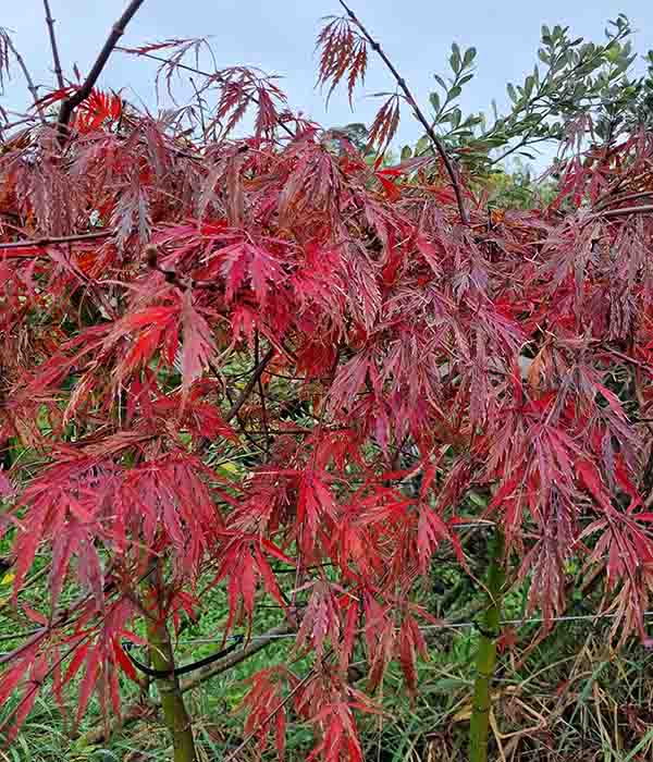 Acer p Inaba Shidare STD - Image 3