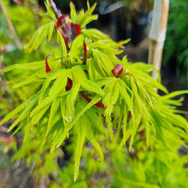 Acer p Mikawa STD