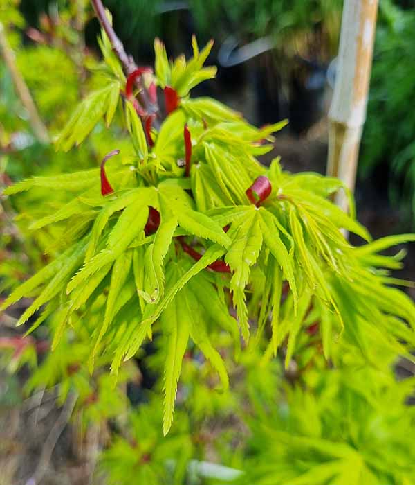 Acer p Mikawa STD