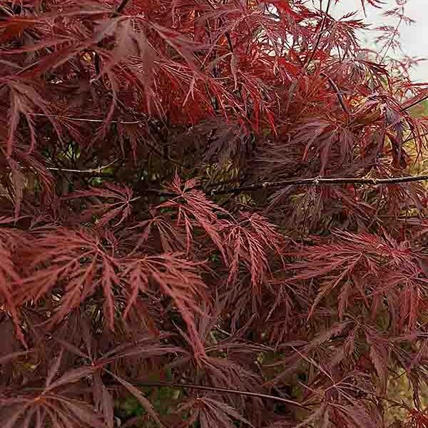Acer p d Red Dragon