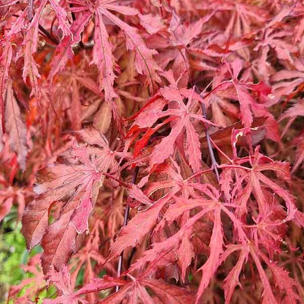 Acer p Earthfire