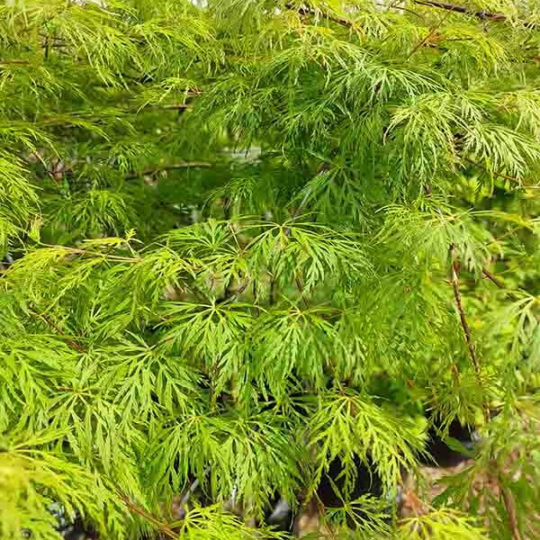 Acer p dissectum Emerald Lace STD